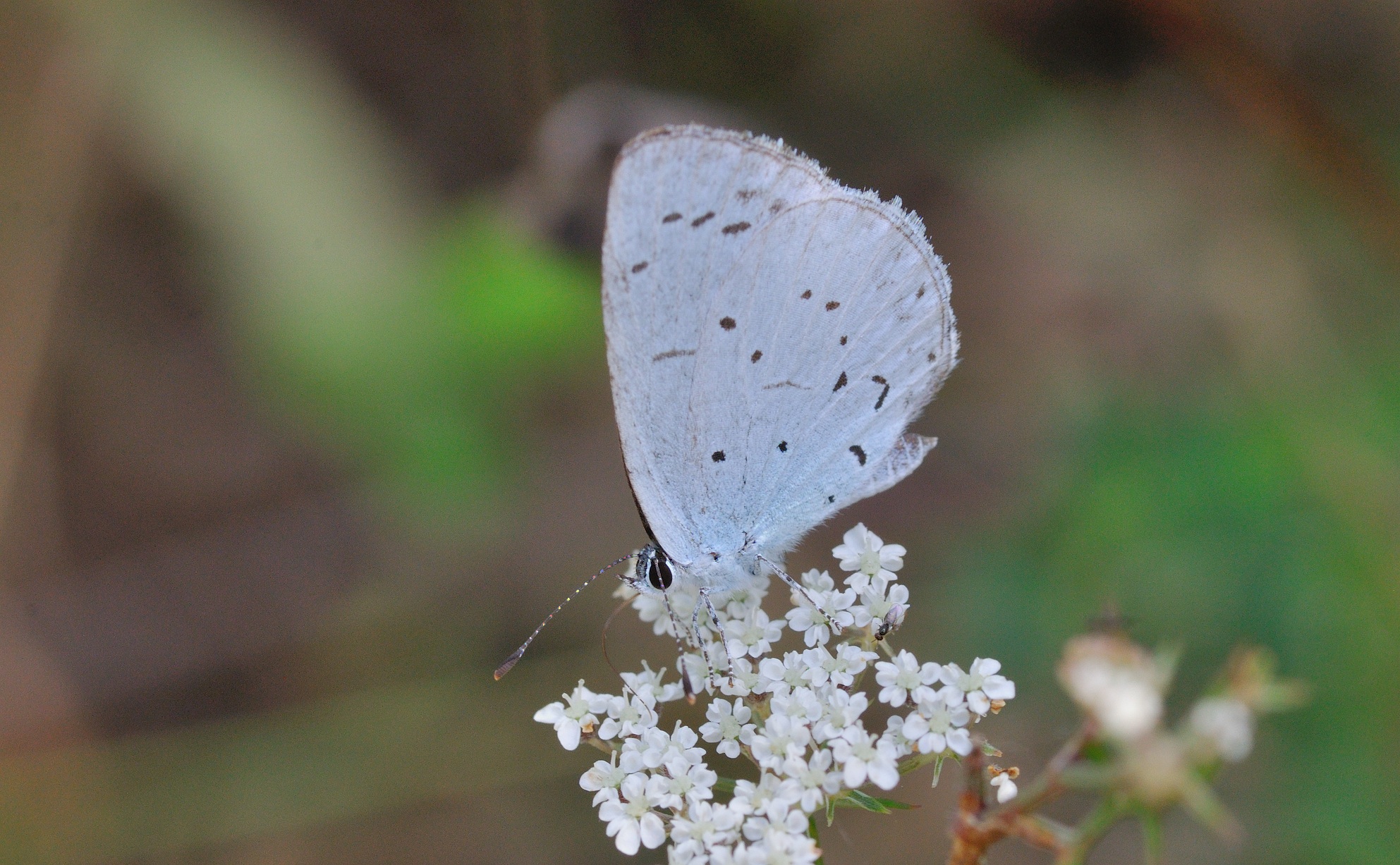 photo B034153, © Adriaan van Os, Montferrer 26-08-2017, altitude 1000 m, Celastrina argiolus