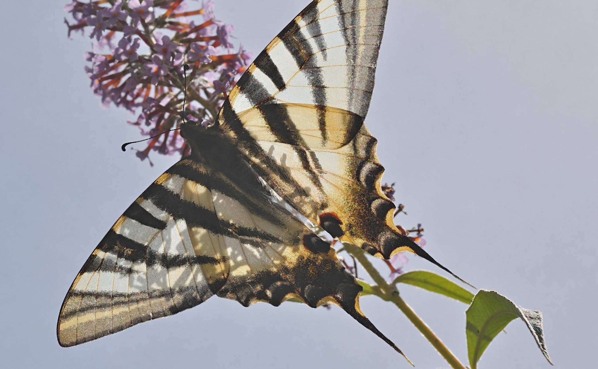 foto B034177, © Adriaan van Os, Montferrer 26-08-2017, altitud 1000 m, Iphiclides feisthamelii