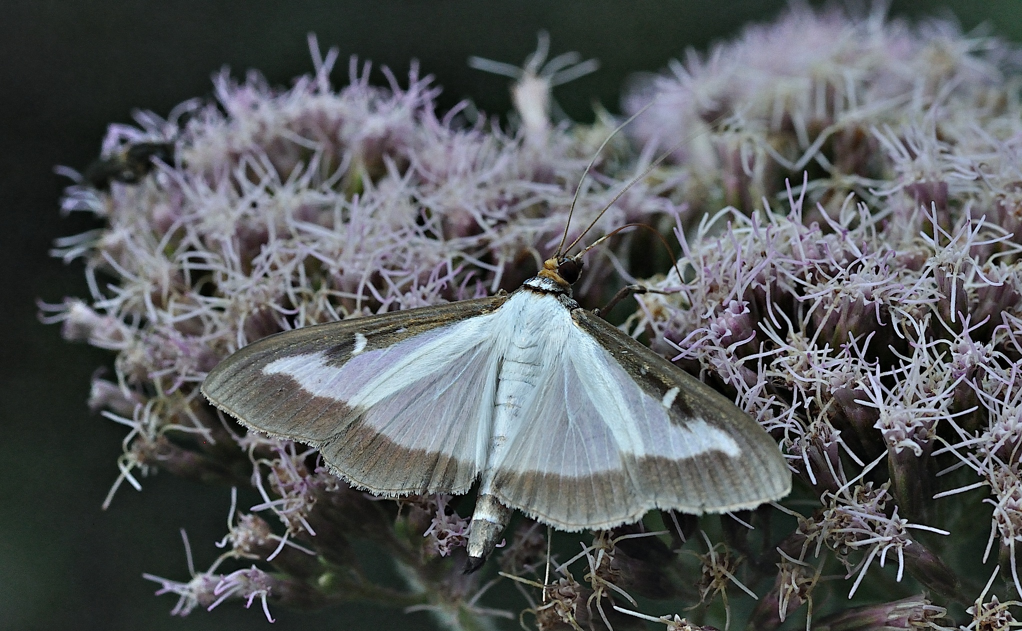 foto B034462, © Adriaan van Os, Prats-de-Mollo 28-08-2017, altitud 900 m, Cydalima perspectalis