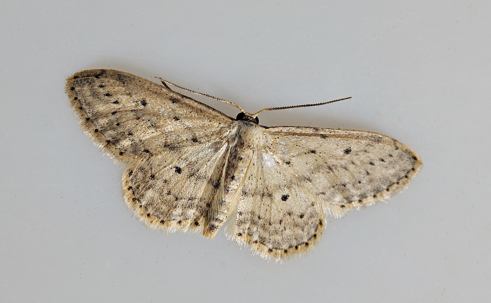 photo B034538, © Adriaan van Os, Corsavy 28-08-2017, altitudo 800 m, Idaea seriata