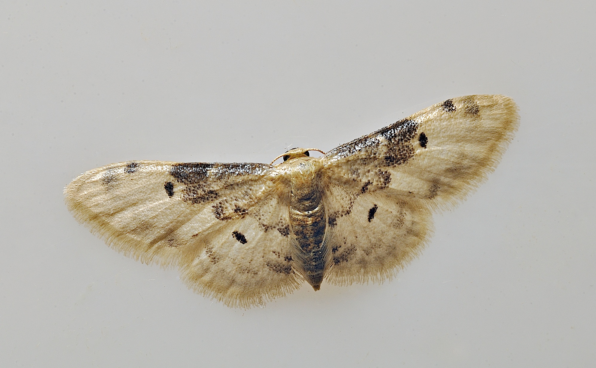 foto B034615, © Adriaan van Os, Corsavy 28-08-2017, altitud 800 m, Idaea filicata