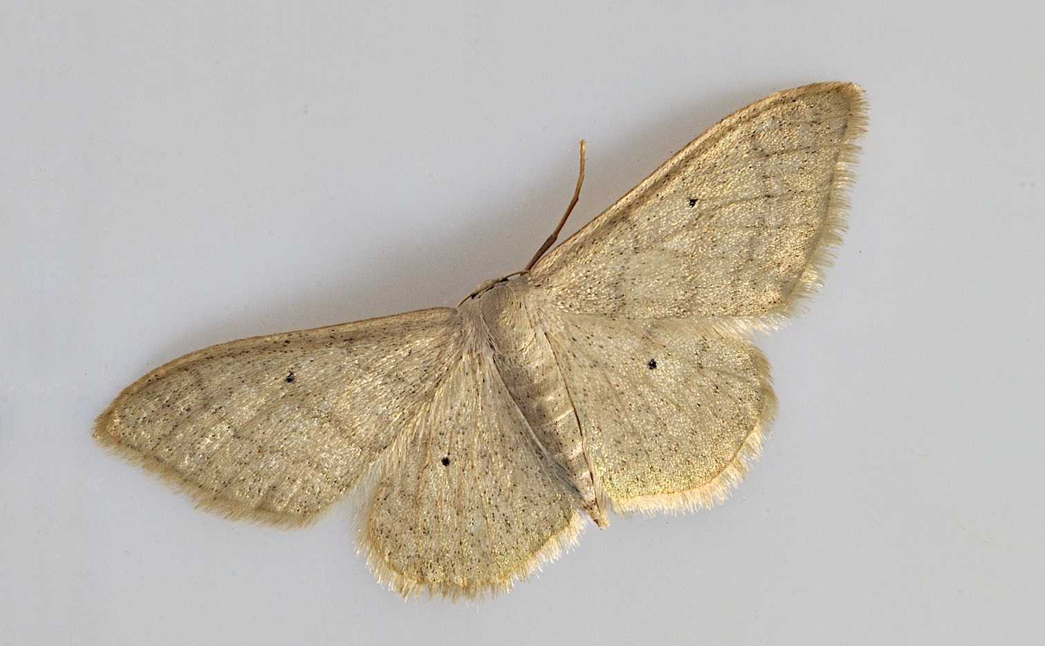 photo B034725, © Adriaan van Os, Corsavy 28-08-2017, altitude 800 m, Idaea straminata ?