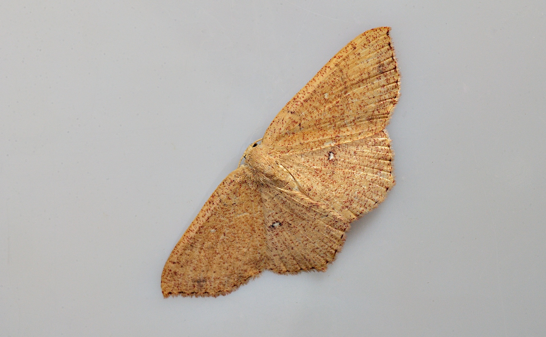 foto B035197, © Adriaan van Os, Corsavy 30-08-2017, altitud 800 m, Cyclophora ruficiliaria ?