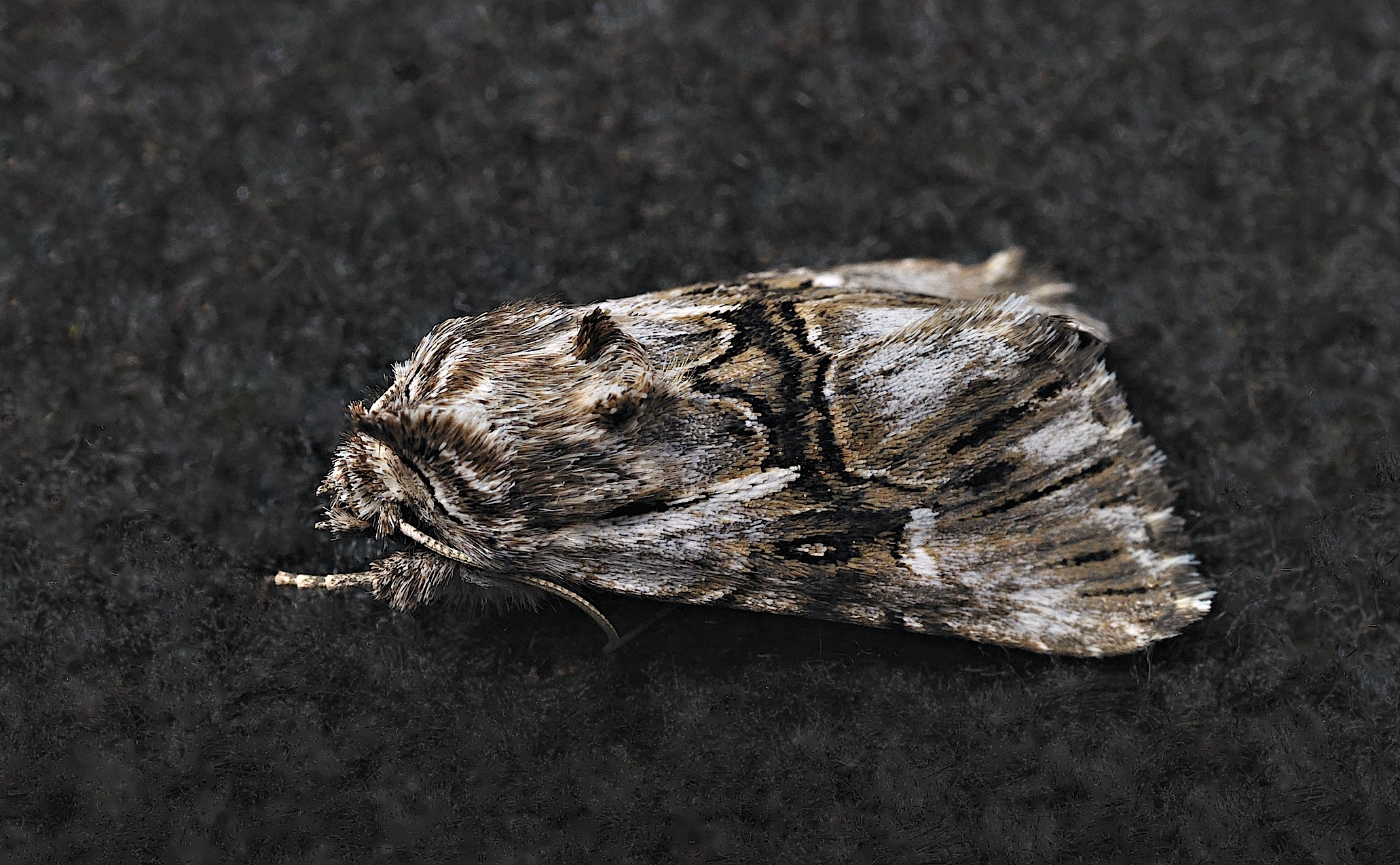 foto B035328, © Adriaan van Os, Corsavy 30-08-2017, hoogte 800 m, Calophasia lunula