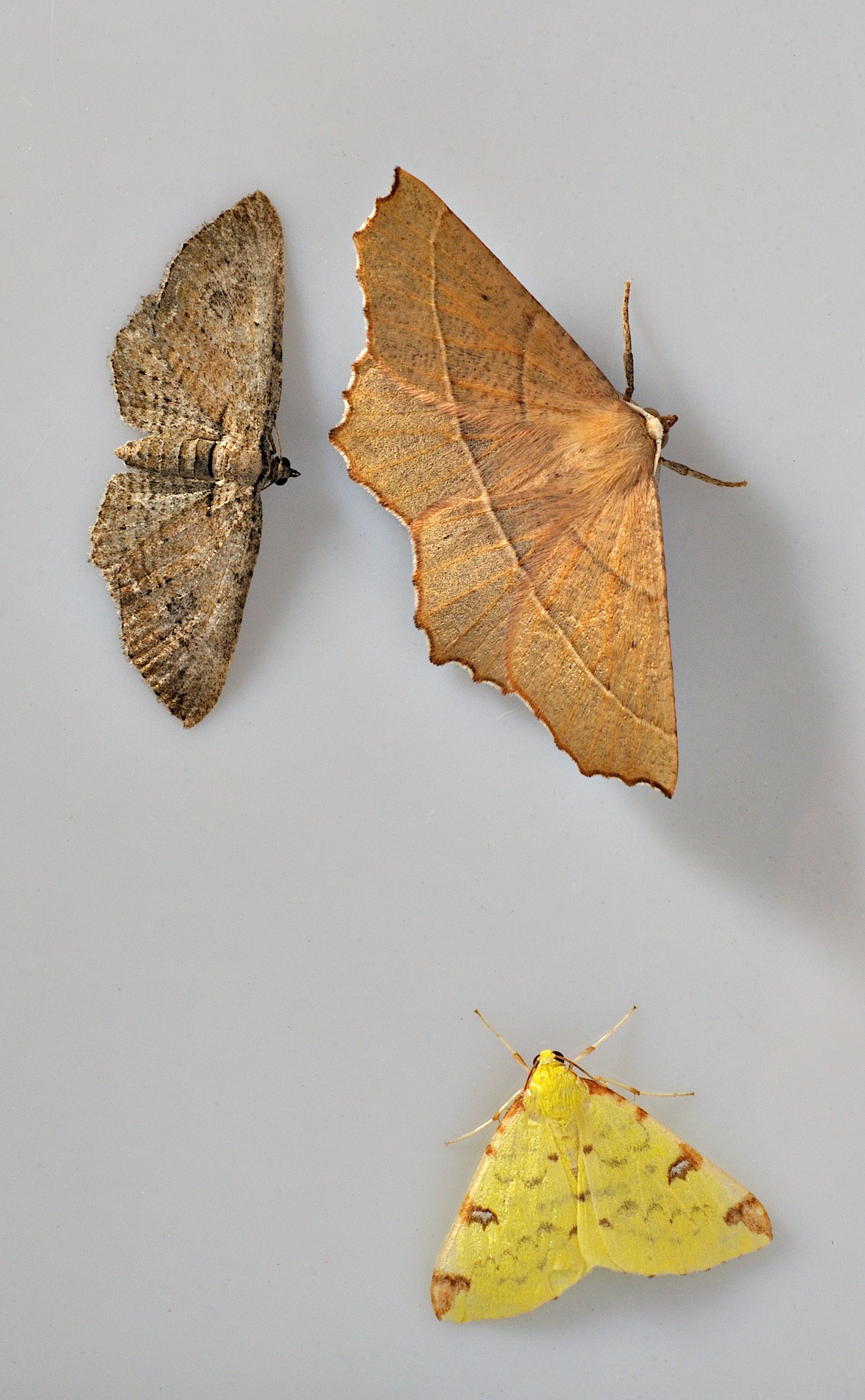 photo B035483, © Adriaan van Os, Corsavy 30-08-2017, altitude 800 m, Horisme tersata (upper-left) with Campaea honoraria (upper-right) and Opisthograptis luteolata (lower)