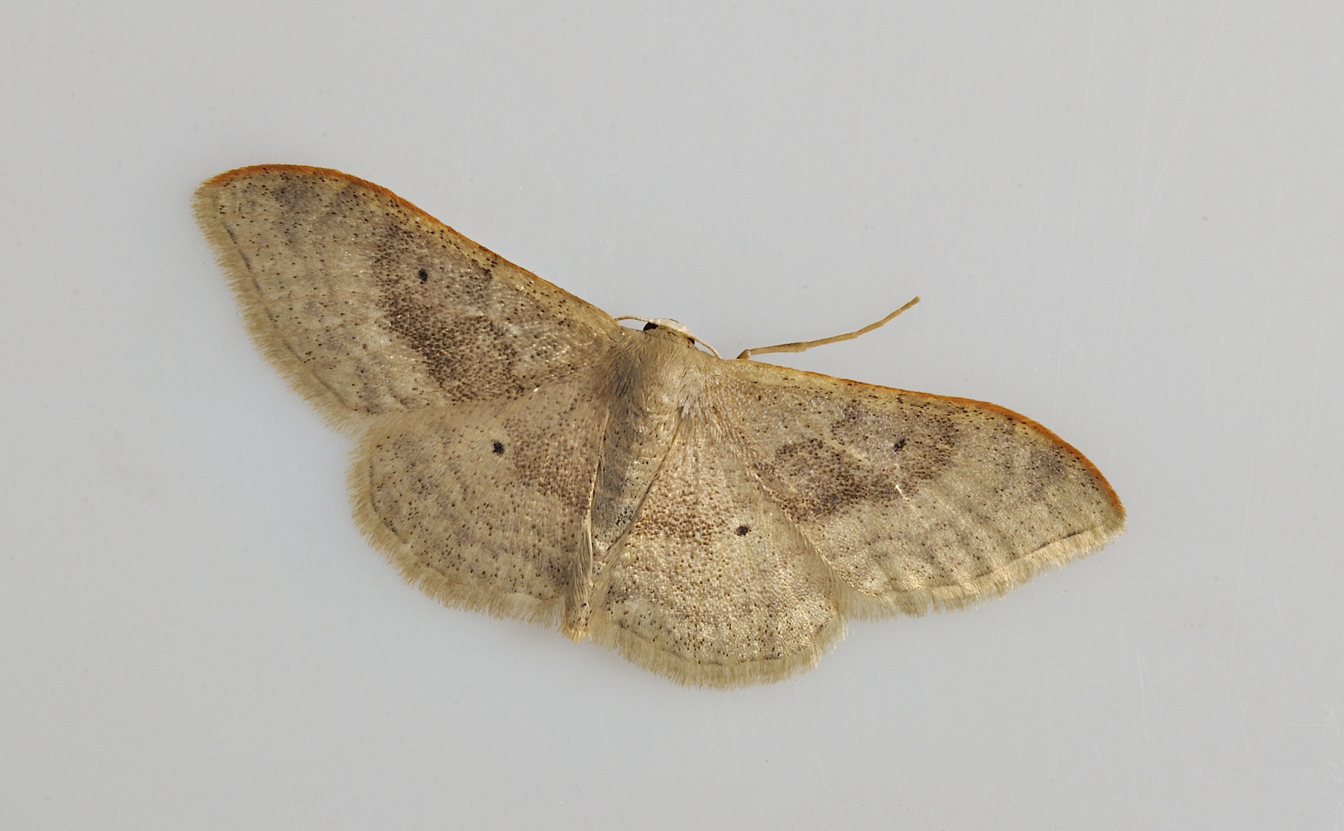 foto B035544, © Adriaan van Os, Corsavy 30-08-2017, hoogte 800 m, Idaea degeneraria