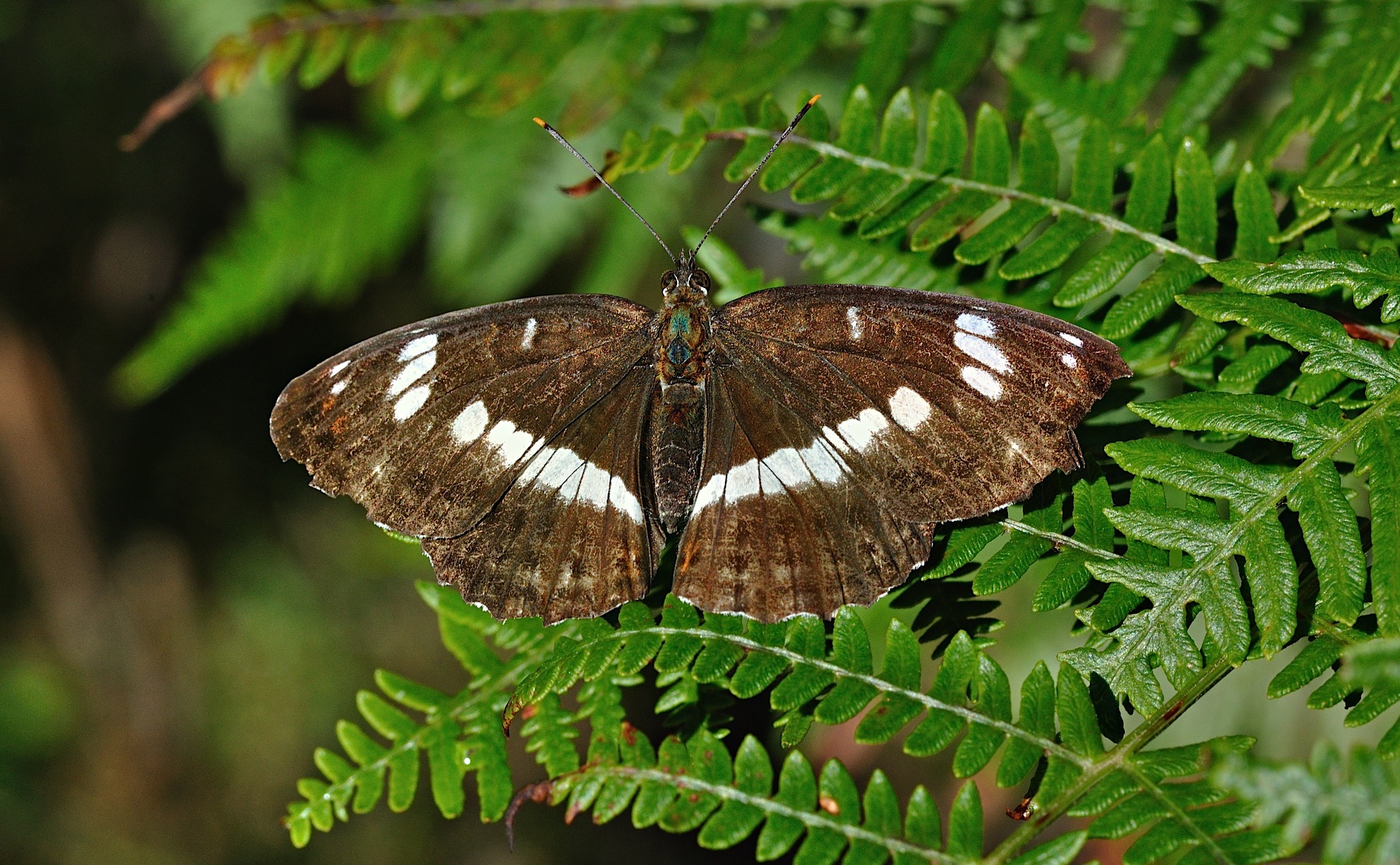 photo B036108, © Adriaan van Os, Corsavy 05-09-2017, altitude 1300 m, Limenitis camilla