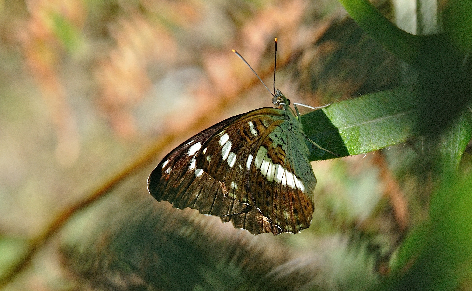 photo B036135, © Adriaan van Os, Corsavy 05-09-2017, altitude 1300 m, Limenitis camilla