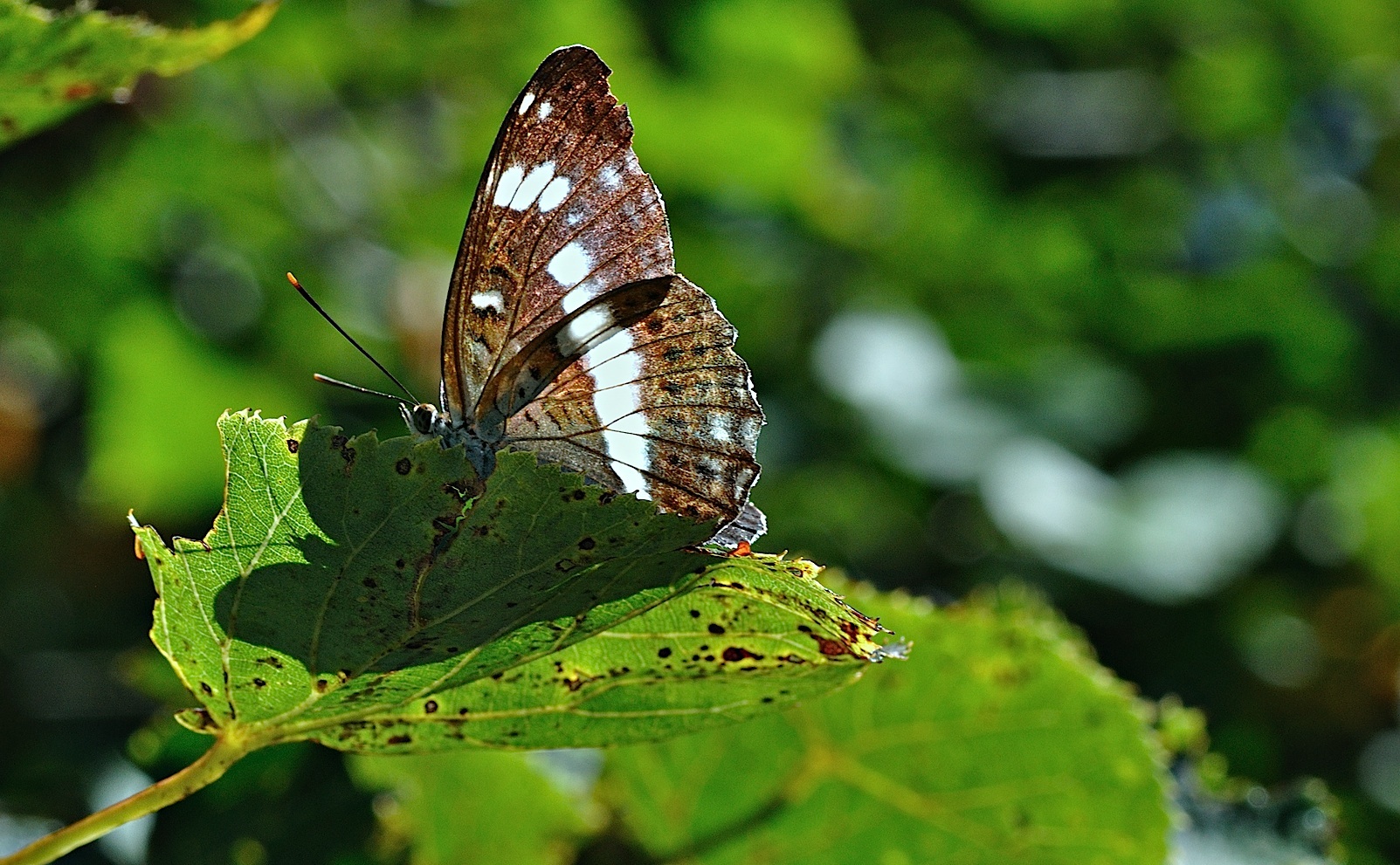 photo B036160, © Adriaan van Os, Corsavy 05-09-2017, altitude 1300 m, Limenitis camilla