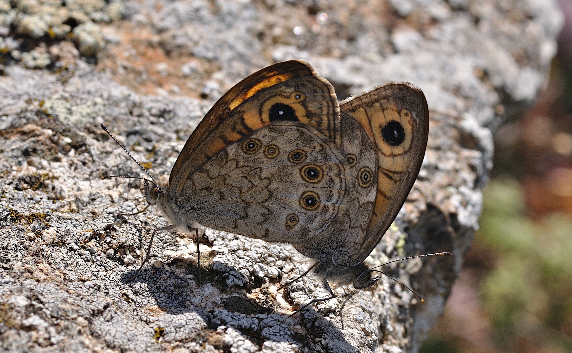 photo B036189, © Adriaan van Os, Corsavy 05-09-2017, altitude 1300 m, Lasiommata maera, mating