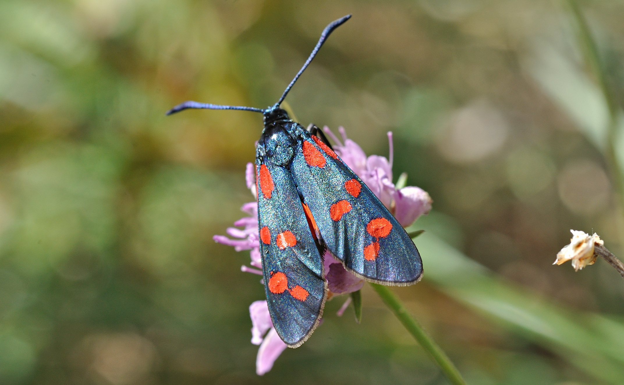 photo B036258, © Adriaan van Os, Corsavy 05-09-2017, altitude 1300 m, Zygaena transalpina ?