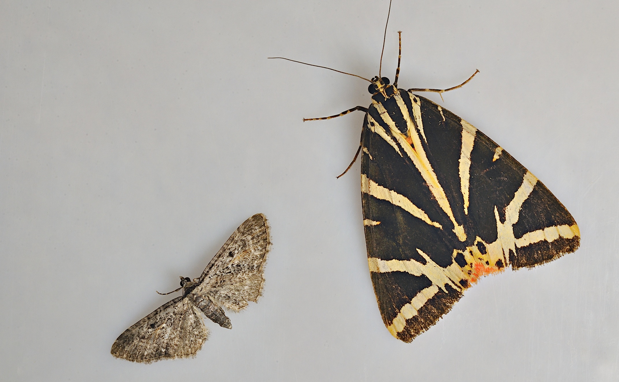 photo B036444, © Adriaan van Os, Corsavy 05-09-2017, altitude 800 m, Eupithecia lariciata (at the left) with Euplagia quadripunctaria (at the right)