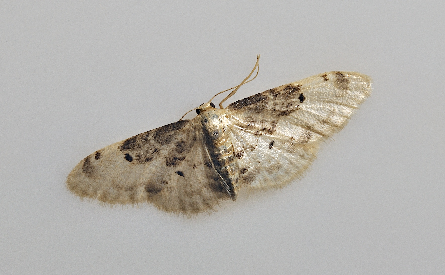 photo B036497, © Adriaan van Os, Corsavy 05-09-2017, altitude 800 m, Idaea filicata