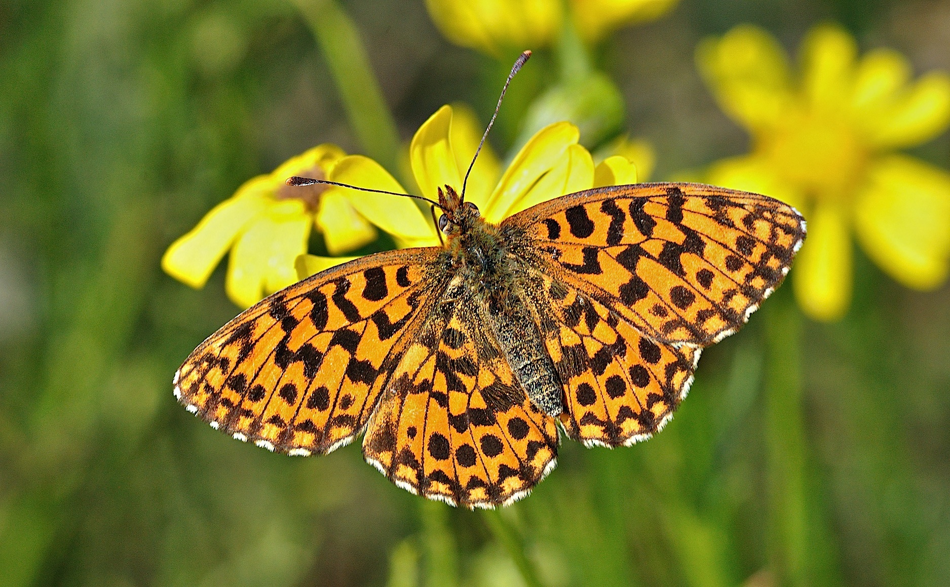 photo B036601, © Adriaan van Os, Corsavy 07-09-2017, altitudo 1400 m, Boloria dia