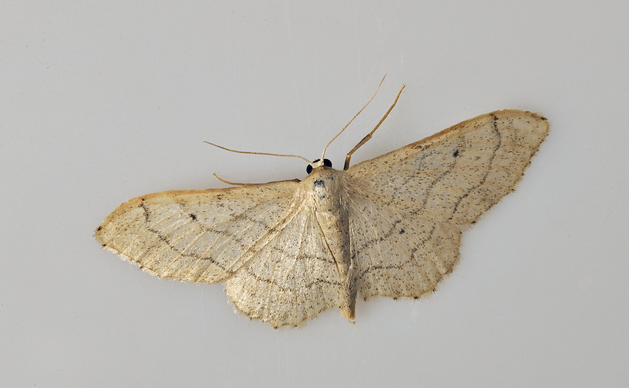 foto B036661, © Adriaan van Os, Corsavy 08-09-2017, hoogte 800 m, Idaea deversaria ?