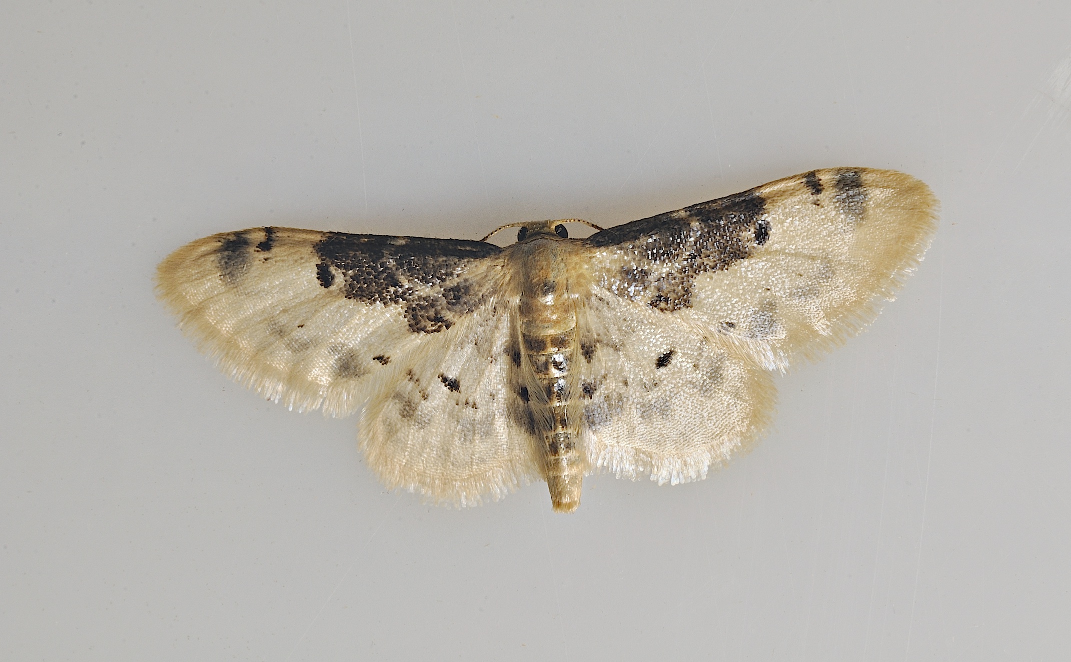 photo B036780, © Adriaan van Os, Corsavy 08-09-2017, altitude 800 m, Idaea filicata