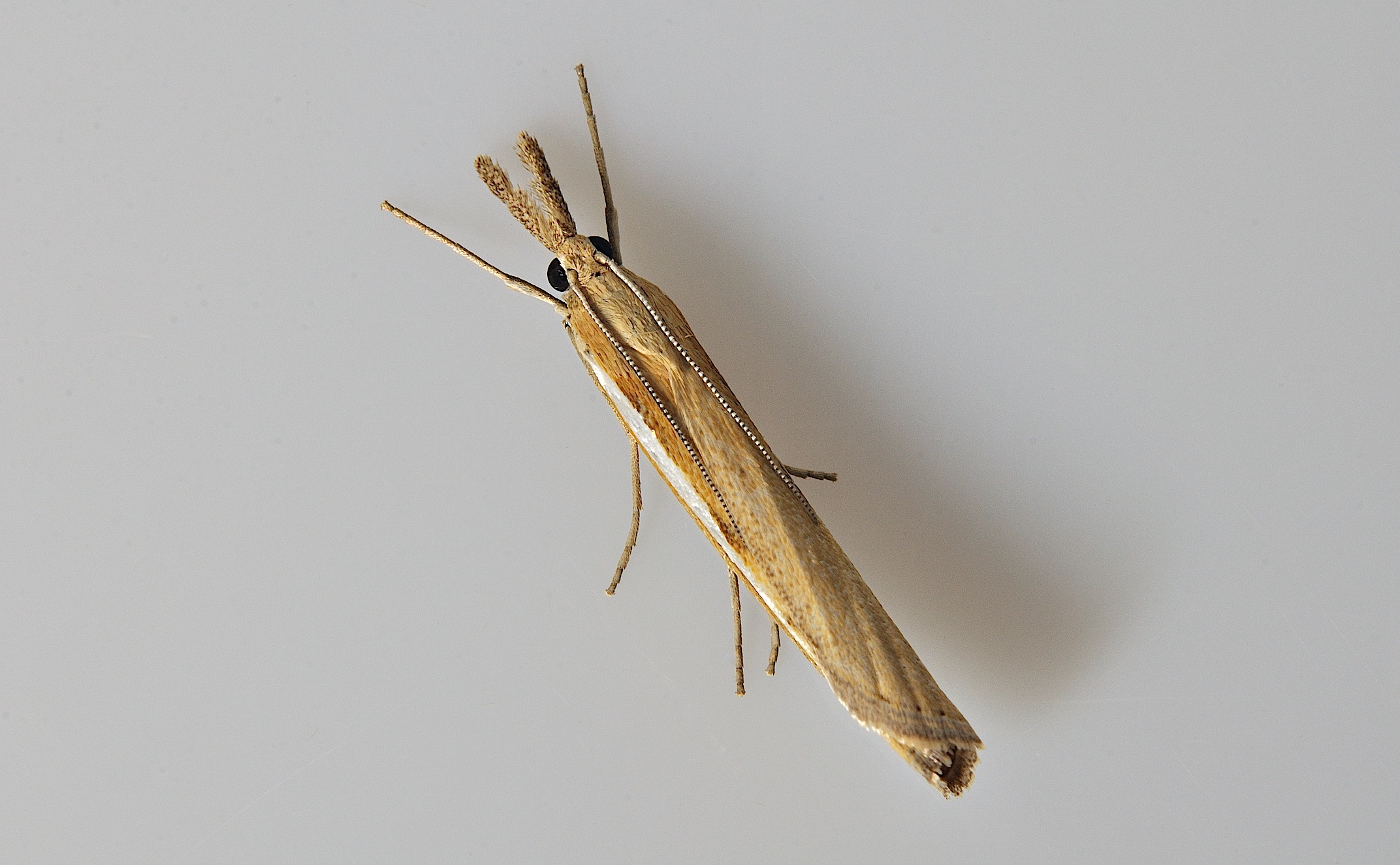 Foto B036958, © Adriaan van Os, Corsavy 12-09-2017, Hhe 800 m, Agriphila tristella