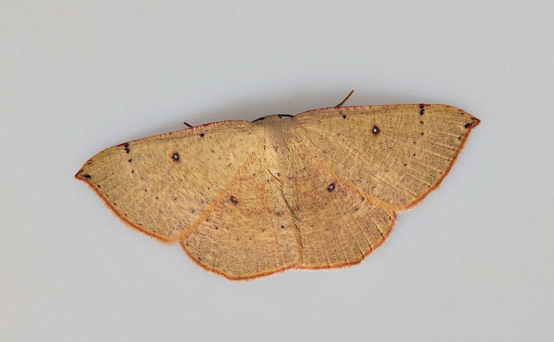 foto B037030, © Adriaan van Os, Corsavy 12-09-2017, altitud 800 m, Cyclophora porata ?