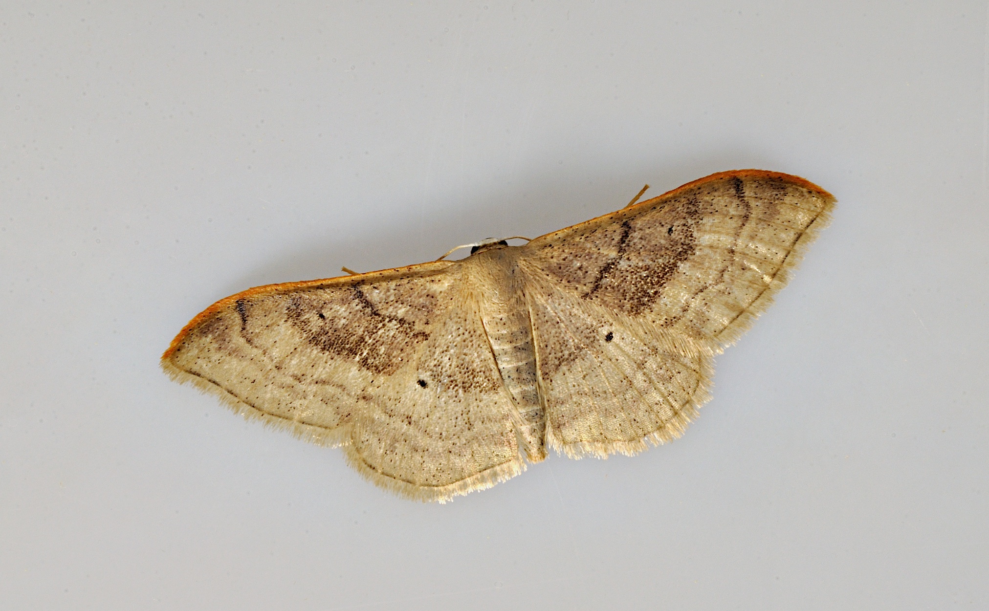 photo B037331, © Adriaan van Os, Corsavy 13-09-2017, altitude 800 m, Idaea degeneraria