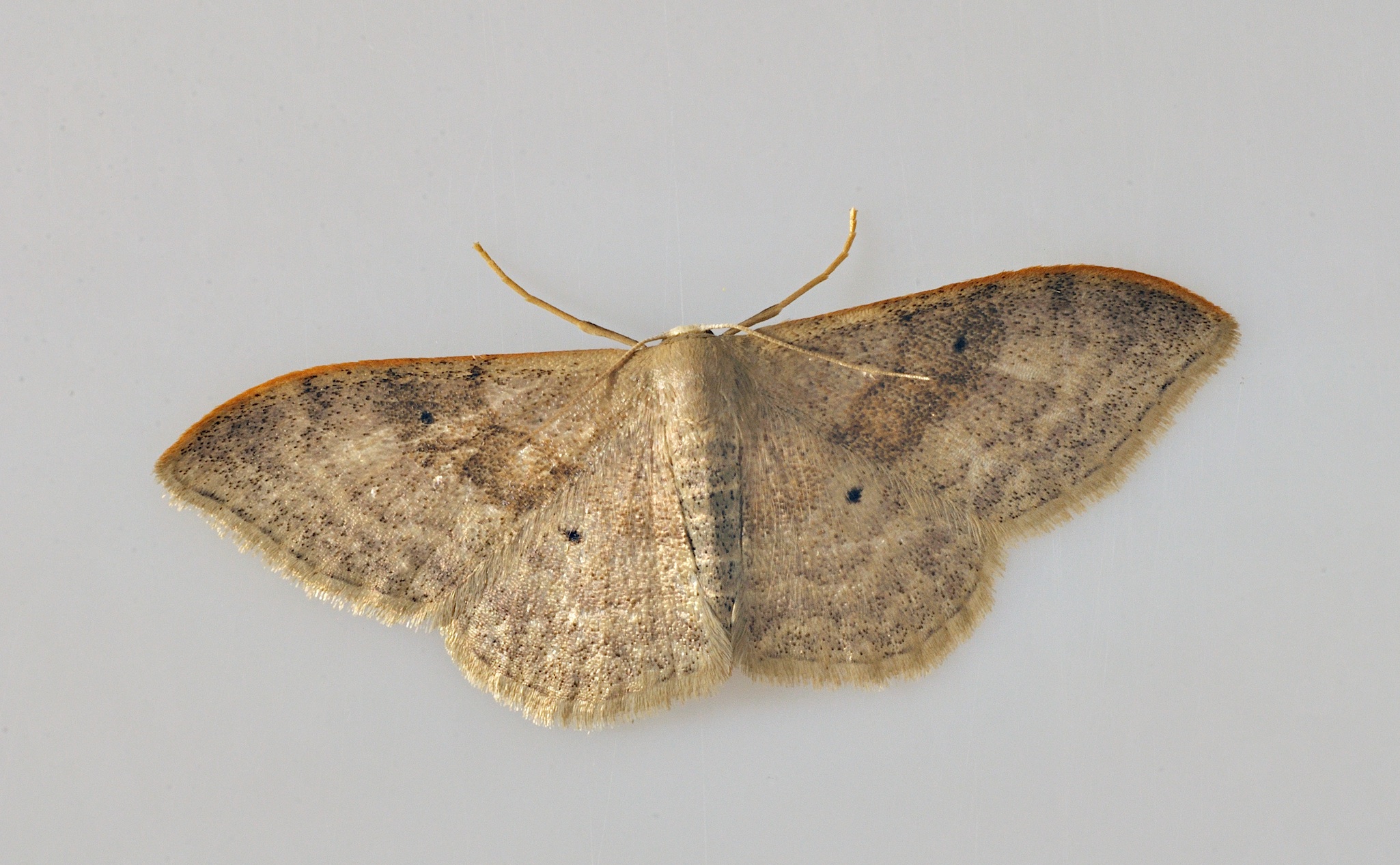 foto B037599, © Adriaan van Os, Corsavy 19-09-2017, altitud 800 m, Idaea degeneraria