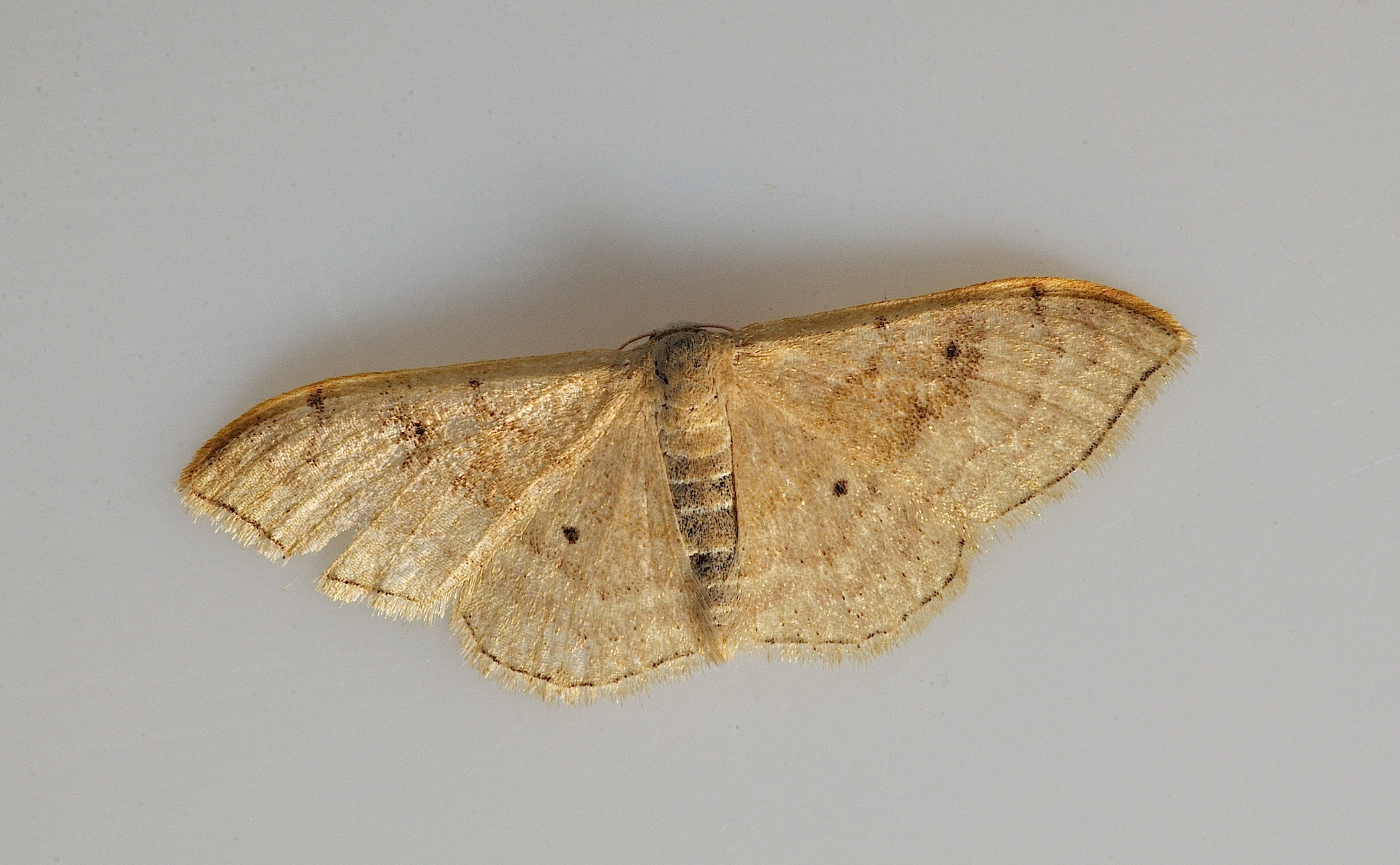 foto B038242, © Adriaan van Os, Corsavy 21-09-2017, altitud 800 m, Idaea degeneraria