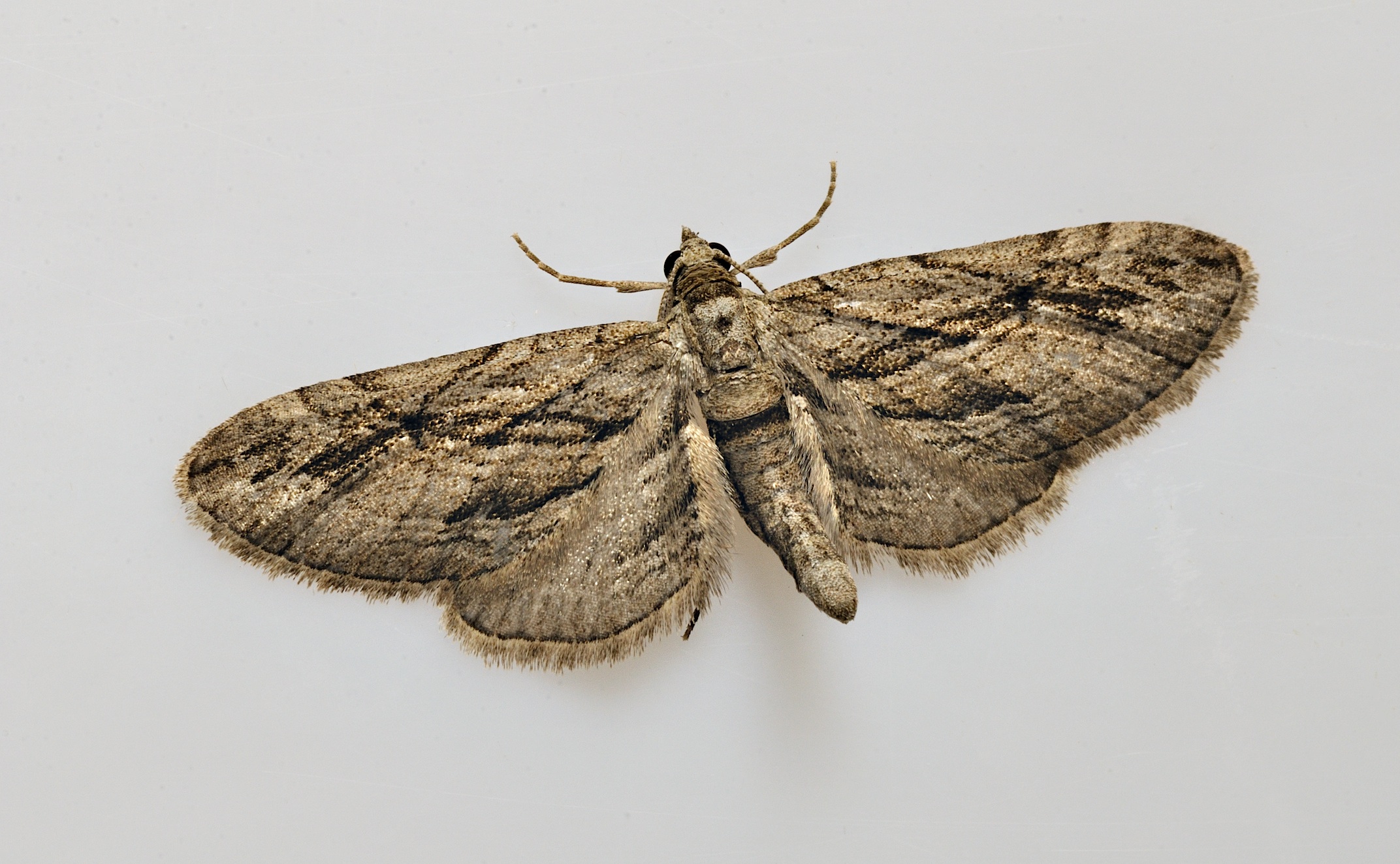 Foto B038253, © Adriaan van Os, Corsavy 21-09-2017, Hhe 800 m, Eupithecia phoeniceata