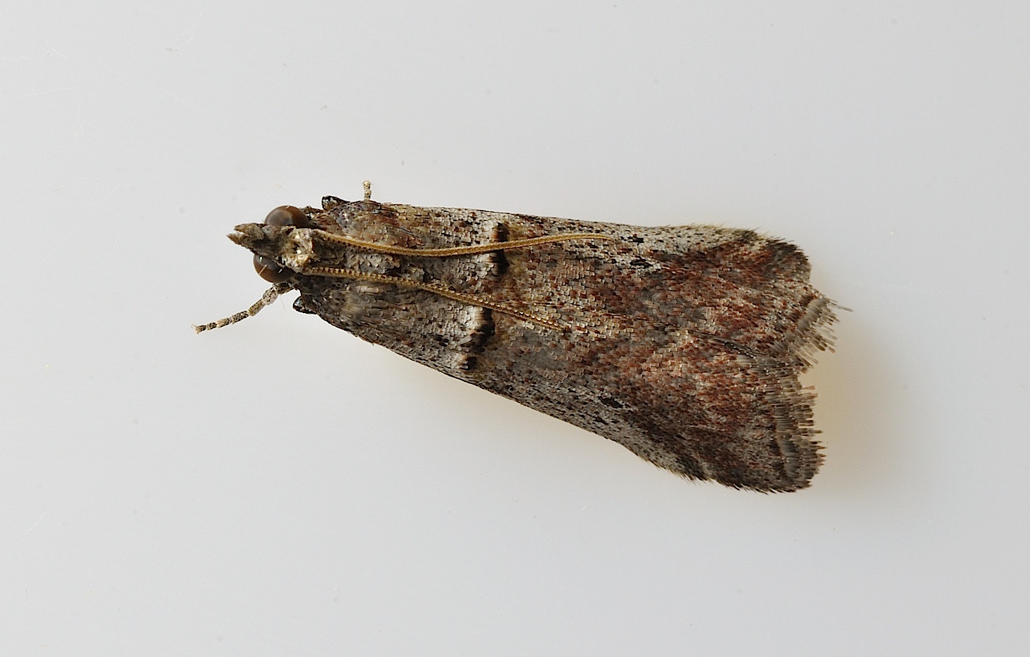 foto B038346, © Adriaan van Os, Corsavy 22-09-2017, altitud 800 m, Acrobasis bithynella