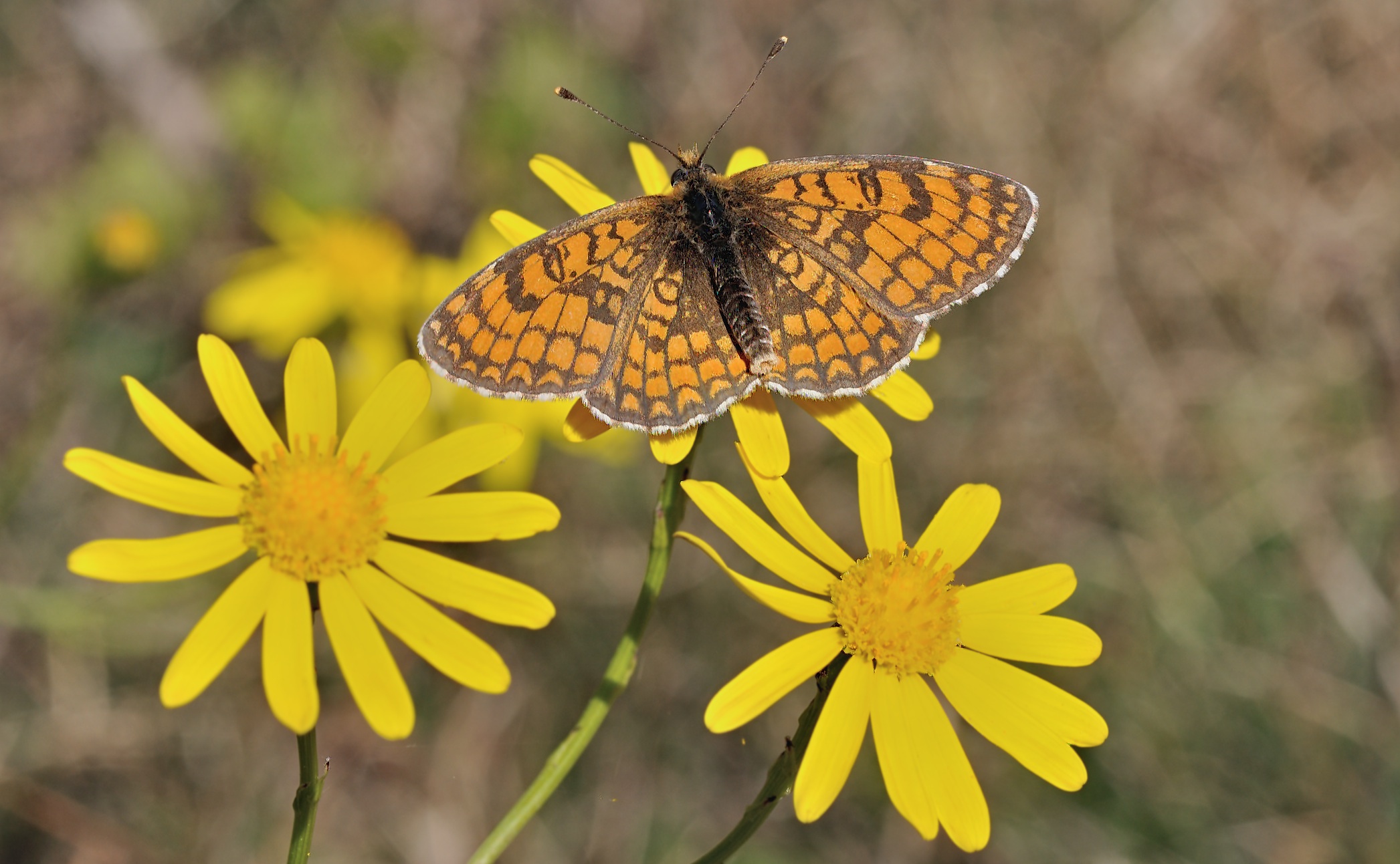 foto B039443, © Adriaan van Os, Corsavy 07-10-2017, hoogte 950 m, ♂ Melitaea deione