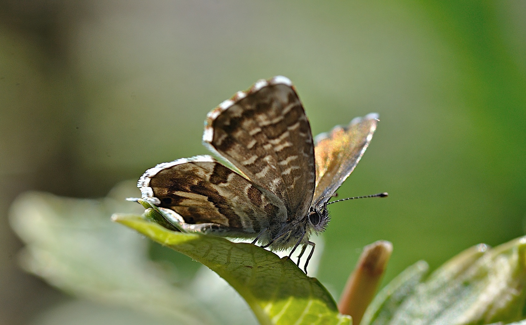 Foto B039488, © Adriaan van Os, Corsavy 09-10-2017, Hhe 800 m, Cacyreus marshalli