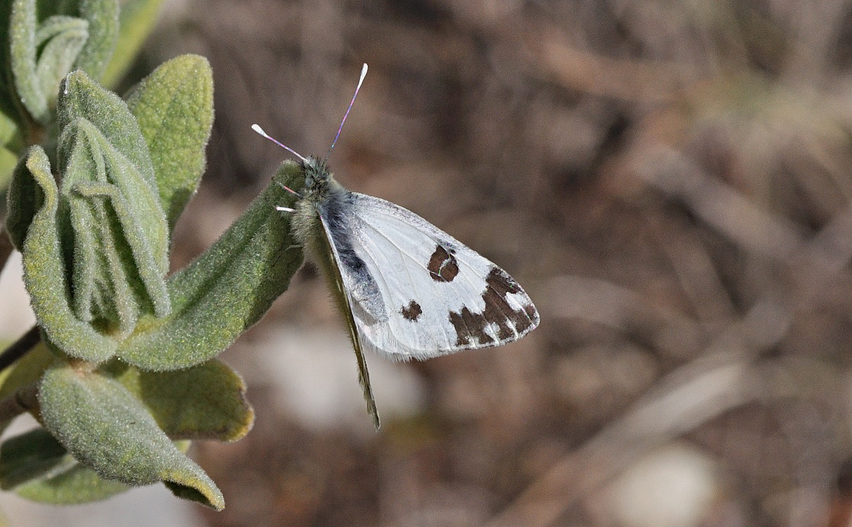 foto B040227, © Adriaan van Os, Beniali, Spanje 30-01-2018, altitud 600 m, ♀ Pontia daplidice