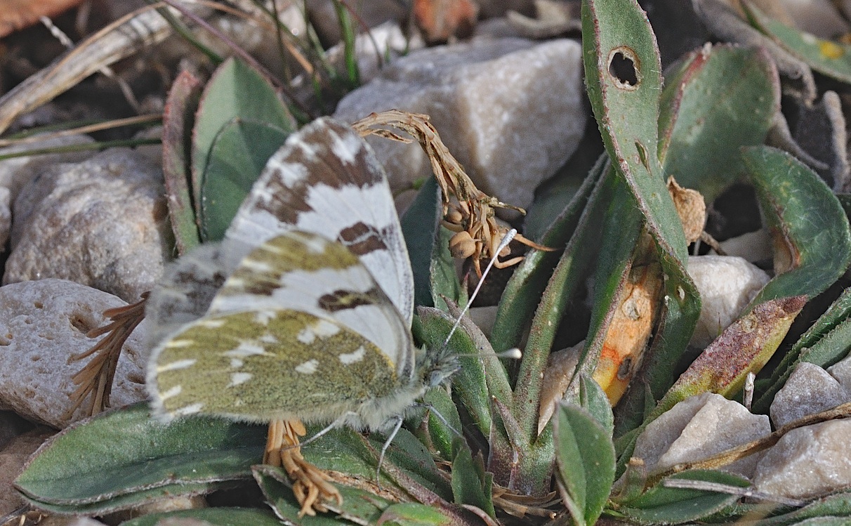 foto B040230, © Adriaan van Os, Beniali, Spanje 30-01-2018, altitud 600 m, ♀ Pontia daplidice