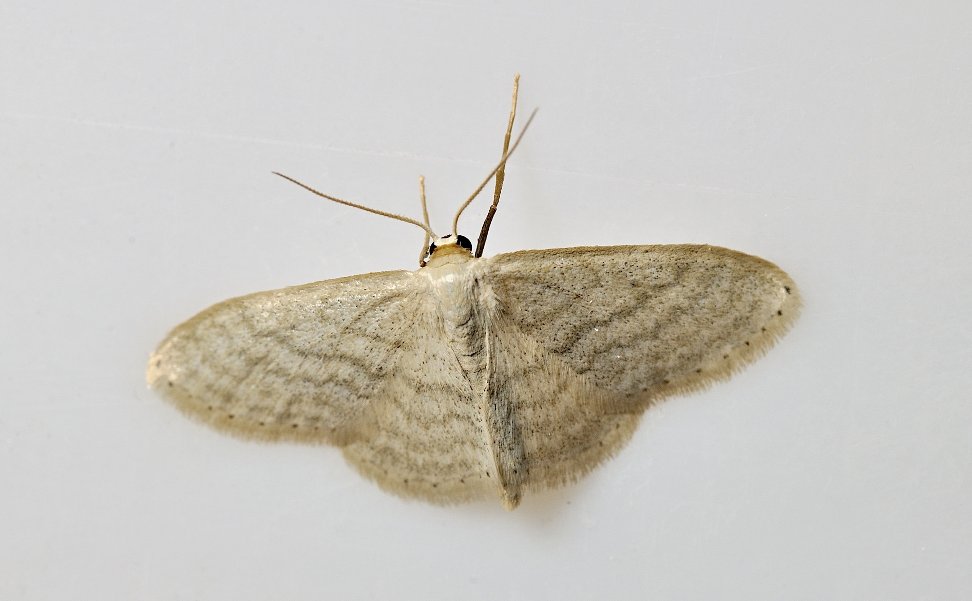 foto B042055, © Adriaan van Os, Corsavy 16-05-2018, hoogte 800 m, Idaea subsericeata
