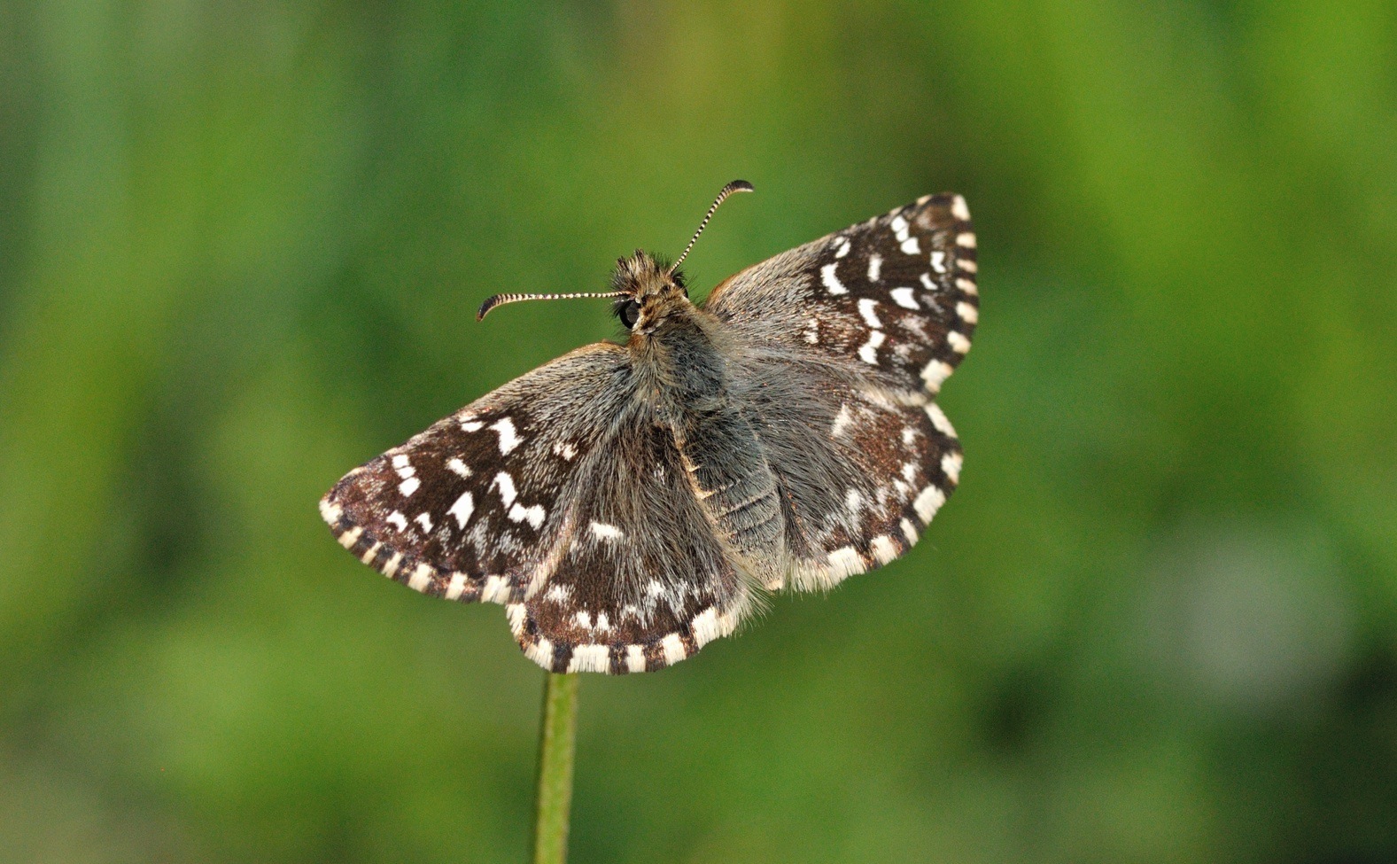 foto B042241, © Adriaan van Os, Corsavy 17-05-2018, hoogte 800 m, ♀ Pyrgus malvoides