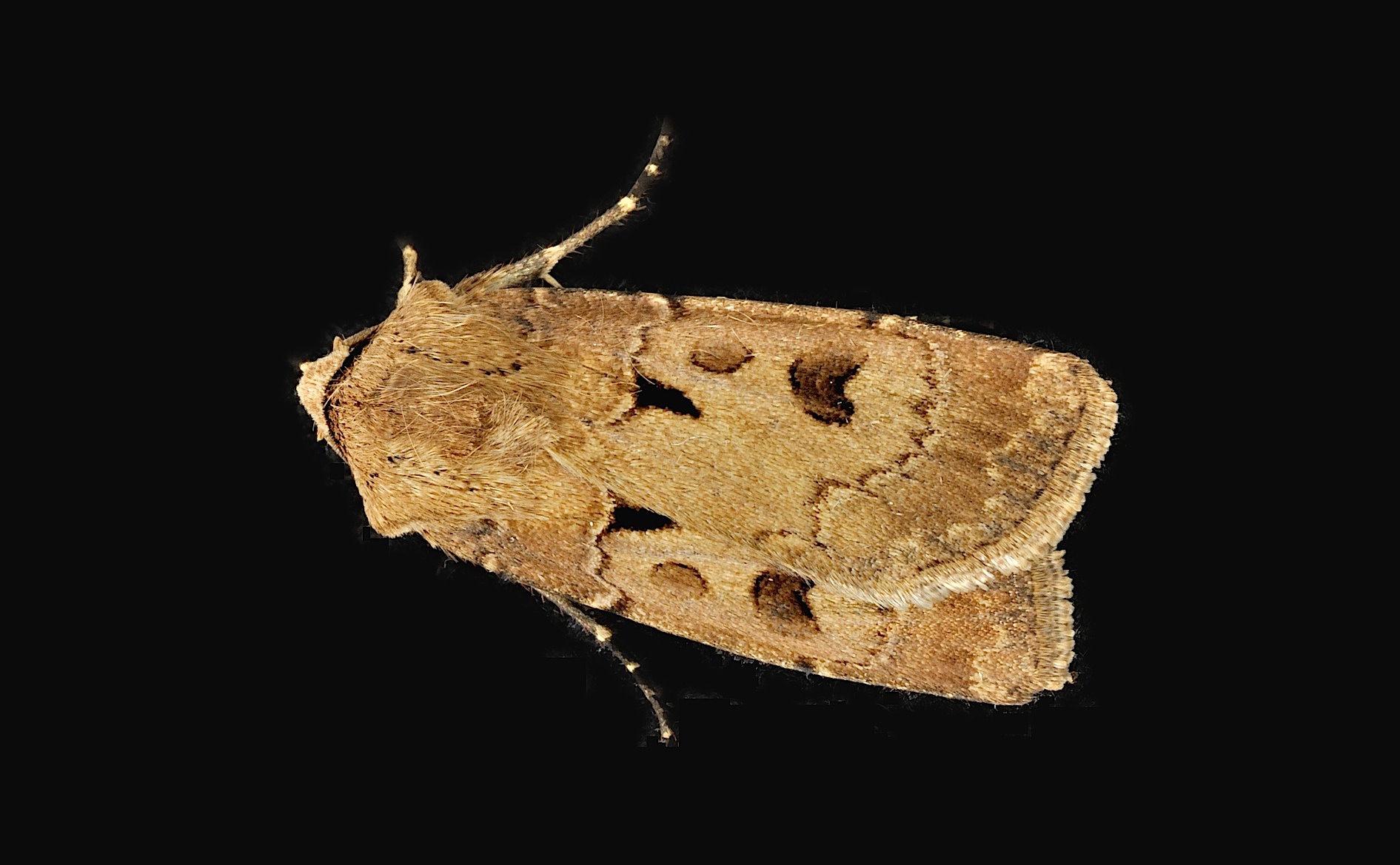 photo B042543, © Adriaan van Os, Corsavy 18-05-2018, altitudo 800 m, Agrotis exclamationis