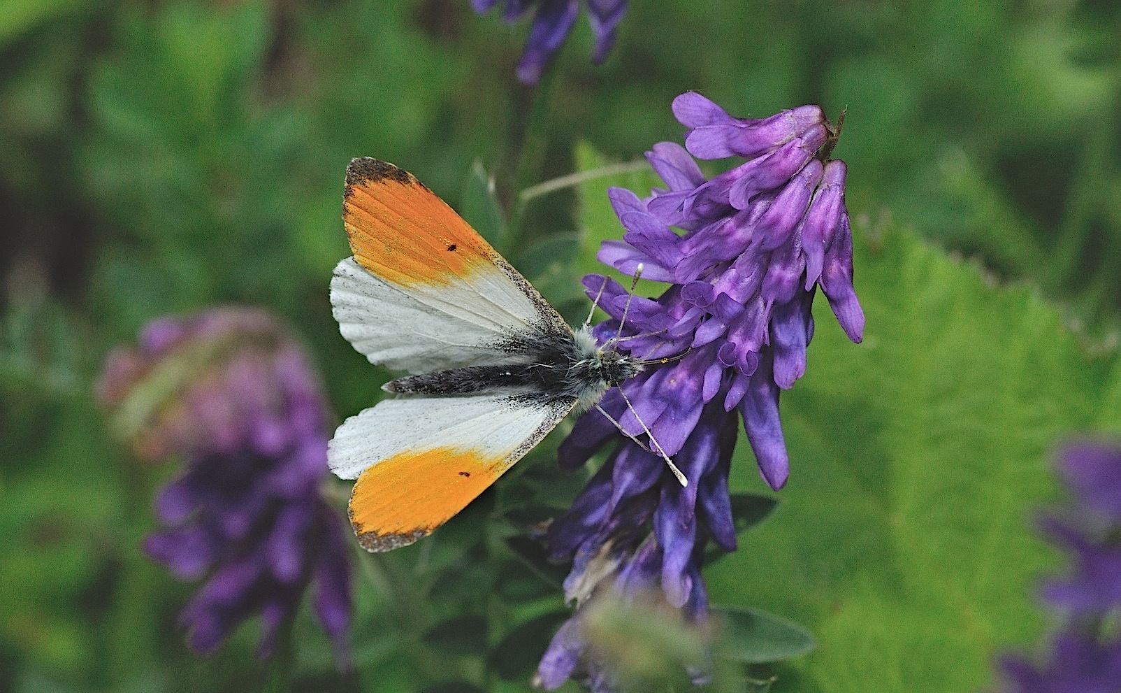 foto B042592, © Adriaan van Os, Corsavy 18-05-2018, hoogte 800 m, ♂ Anthocharis cardamines