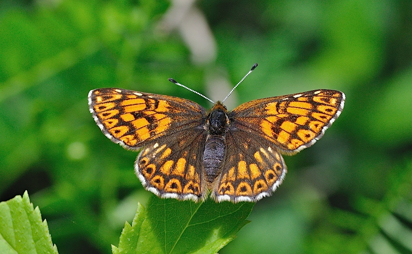 foto B042646, © Adriaan van Os, Corsavy 20-05-2018, hoogte 800 m, ♀ Hamearis lucina