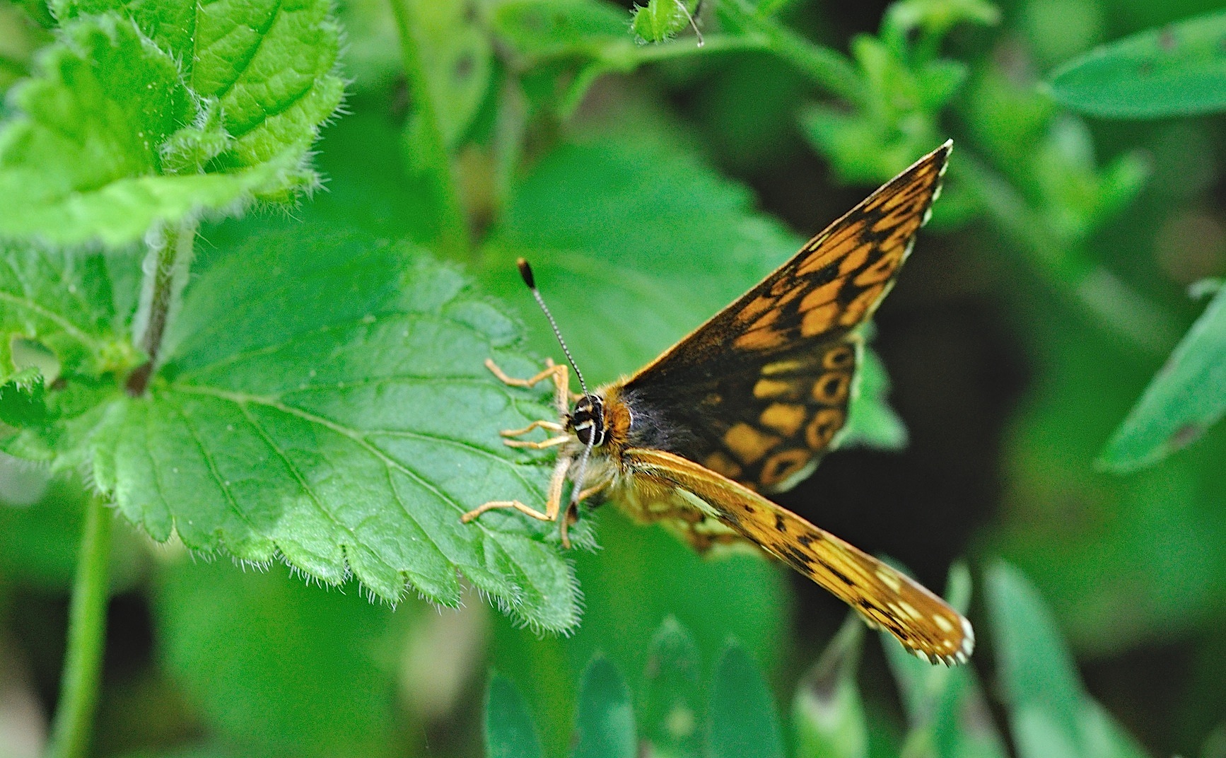 foto B042649, © Adriaan van Os, Corsavy 20-05-2018, altitud 800 m, ♂ Hamearis lucina