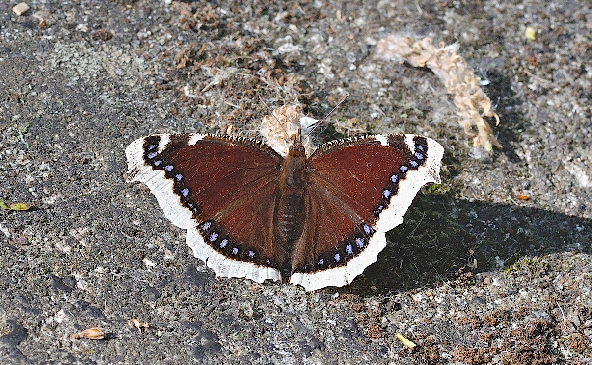 photo B042975, © Adriaan van Os, Corsavy 24-05-2018, altitude 1100 m, Nymphalis antiopa