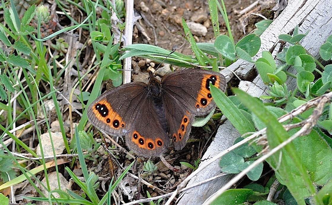 foto B043020, © Adriaan van Os, Corsavy 24-05-2018, altitud 1300 m, Erebia triaria