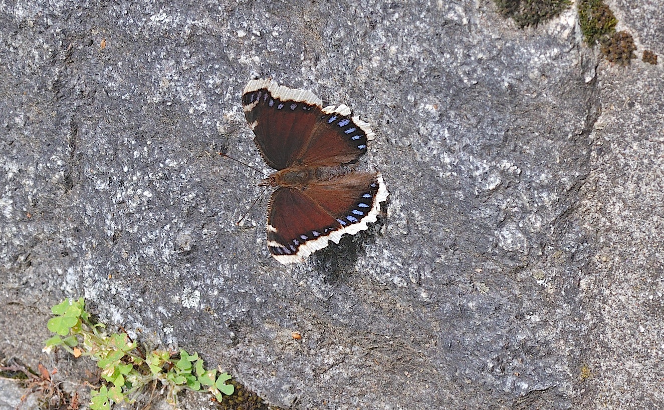 photo B043152, © Adriaan van Os, Corsavy 27-05-2018, altitude 1100 m, Nymphalis antiopa