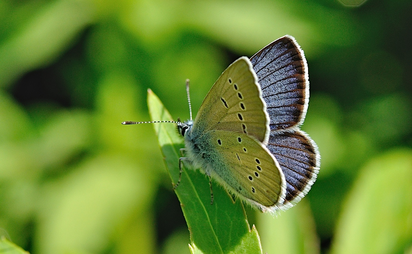 foto B044050, © Adriaan van Os, Corsavy 01-06-2018, hoogte 800 m, ♂ Cyaniris semiargus