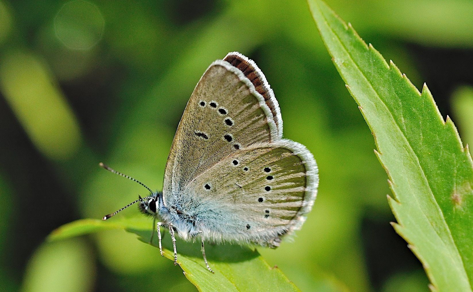 foto B044064, © Adriaan van Os, Corsavy 01-06-2018, altitud 800 m, Cupido minimus