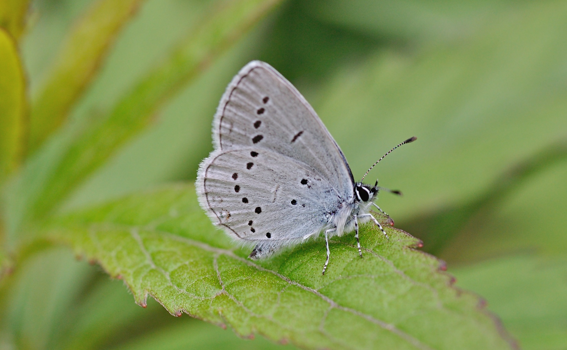 foto B044137, © Adriaan van Os, Corsavy 01-06-2018, altitud 800 m, ♂ Cupido alcetas