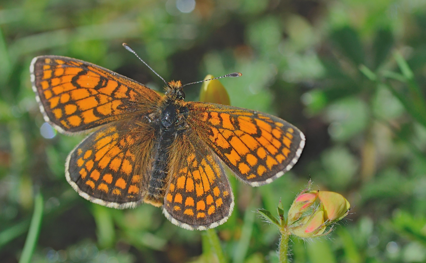 photo B044964, © Adriaan van Os, Corsavy 08-06-2018, altitudo 1300 m, Melitaea parthenoides