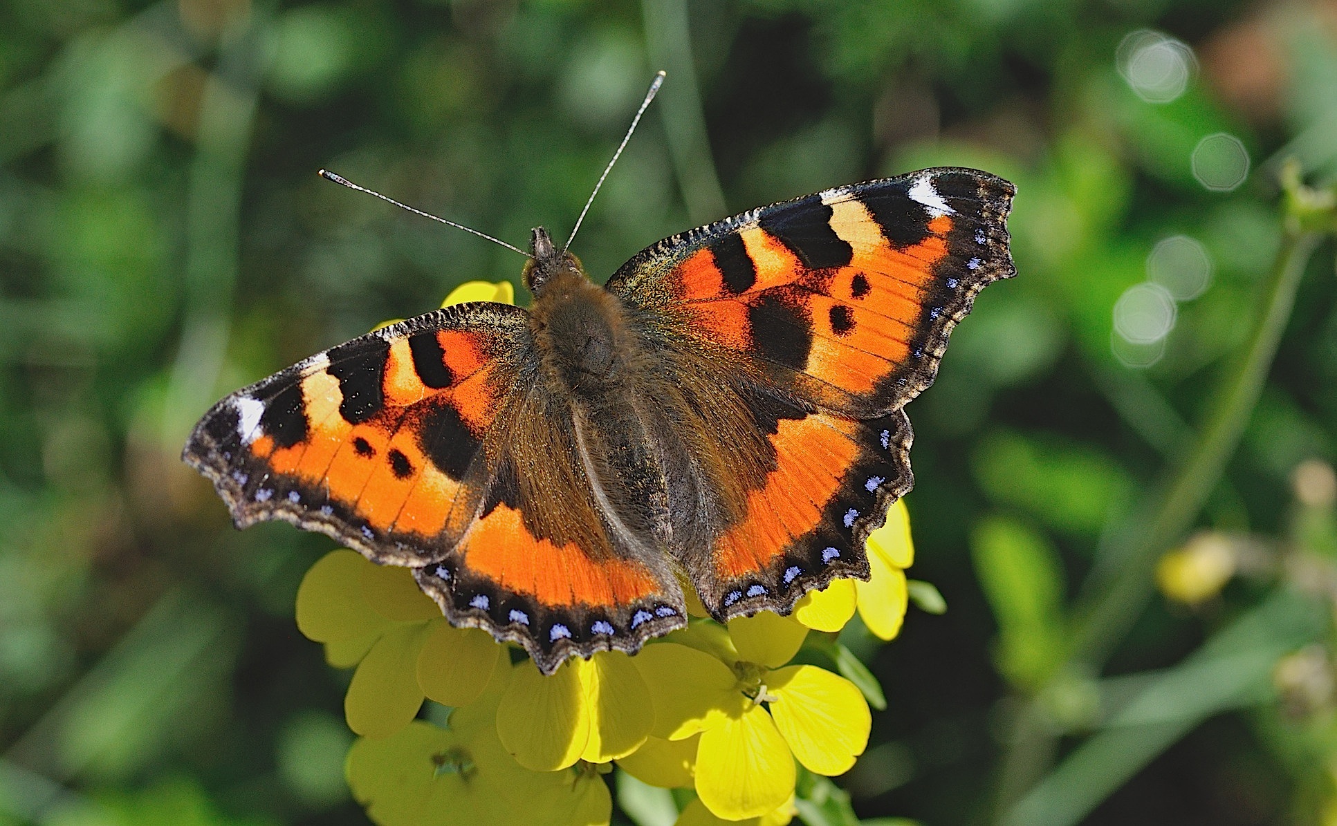 Foto B045174, © Adriaan van Os, Corsavy 08-06-2018, Hhe 1300 m, Aglais urticae