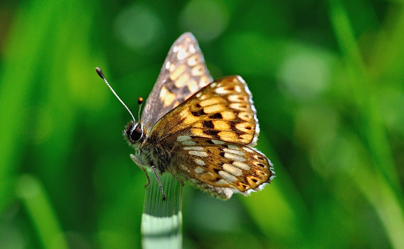 Foto B045207, © Adriaan van Os, Corsavy 08-06-2018, Hhe 1400 m, ♂ Hamearis lucina