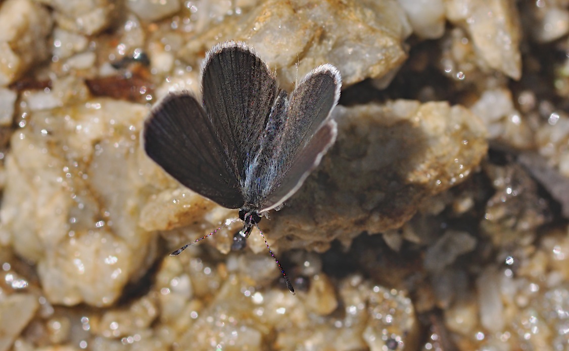 foto B045342, © Adriaan van Os, Corsavy 09-06-2018, altitud 800 m, ♀ Cupido alcetas