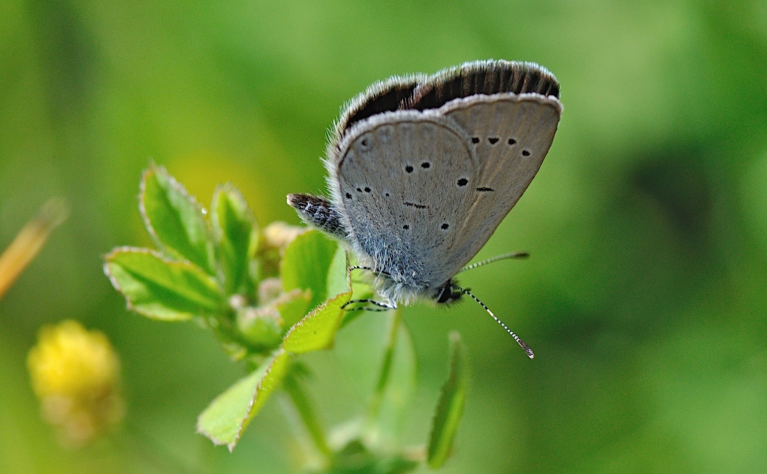 foto B045354, © Adriaan van Os, Montferrer 09-06-2018, hoogte 1000 m, ♀ Cupido minimus