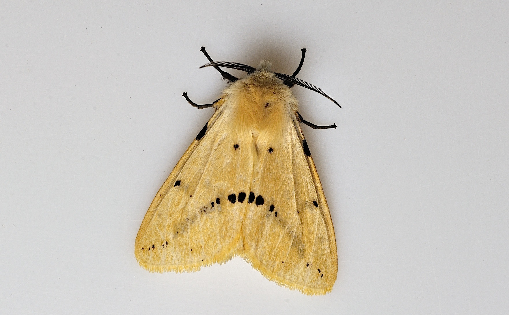 foto B045618, © Adriaan van Os, Corsavy 11-06-2018, altitud 800 m, Spilosoma lutea