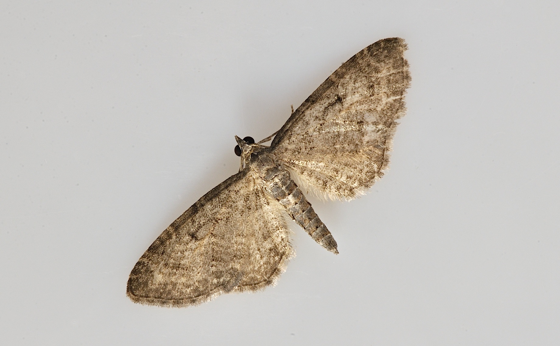 foto B045843, © Adriaan van Os, Corsavy 15-06-2018, altitud 800 m, Eupithecia trisignaria